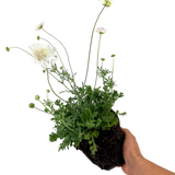 Scabious Kudo White ='Ichwhit' (Kudo Series) from Cedar Nursery, Cobham