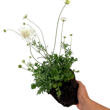 Scabious Kudo White ='Ichwhit' (Kudo Series) from Cedar Nursery, Cobham