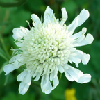 Scabious Kudo White ='Ichwhit' (Kudo Series) from Cedar Nursery, Cobham