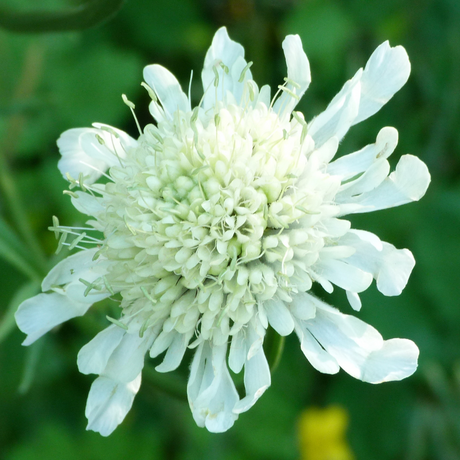 Scabious Kudo White ='Ichwhit' (Kudo Series) from Cedar Nursery, Cobham