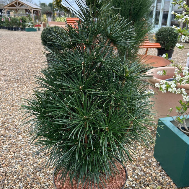 Sciadopitys verticillata