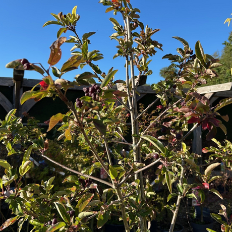 Sorbaronia fallax Liquorice