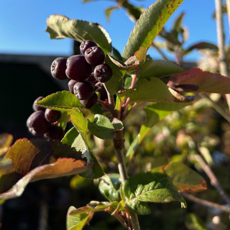 x Sorbaronia fallax Liquorice ='Likjornaja' - 12 litre