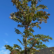 Buy Sorbus 'Joseph Rock' online from Cedar Nursery