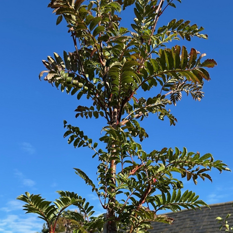 Buy Sorbus 'Joseph Rock' online from Cedar Nursery