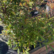Spiraea japonica 'Anthony Waterer' 