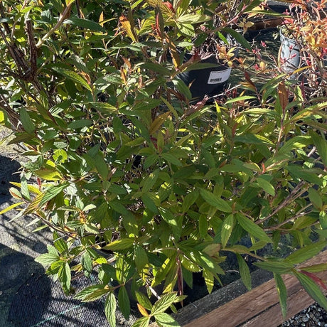 Spiraea japonica 'Anthony Waterer' 