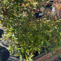 Spiraea japonica 'Anthony Waterer'
