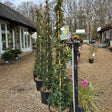Star Jasmin Tripod climbing plant