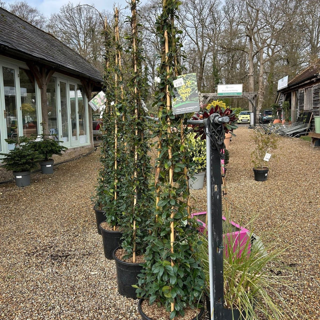 Star Jasmin Tripod climbing plant