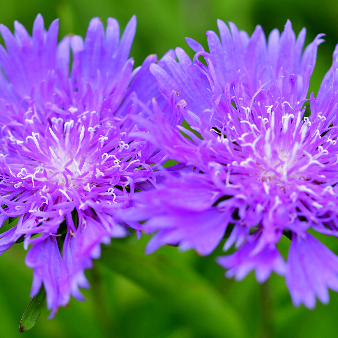Stokesia laevis 'Mel's' from Cedar Nursery, Cobham