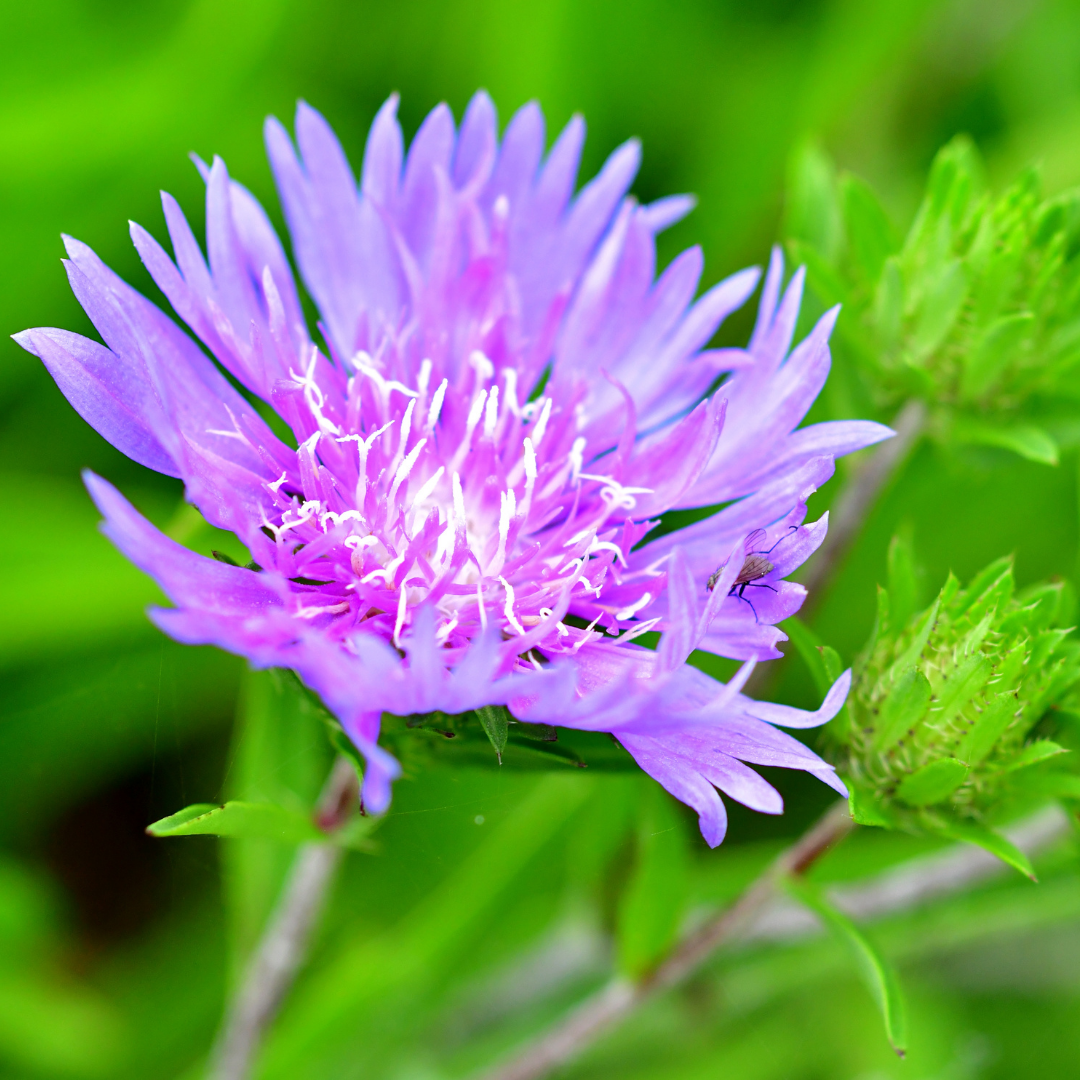 Stokesia laevis 'Mel's' from Cedar Nursery, Cobham
