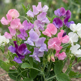 Lathyrus odoratus 'Cupid Mix' (Sweet Pea) from Cedar Nursery, Cobham