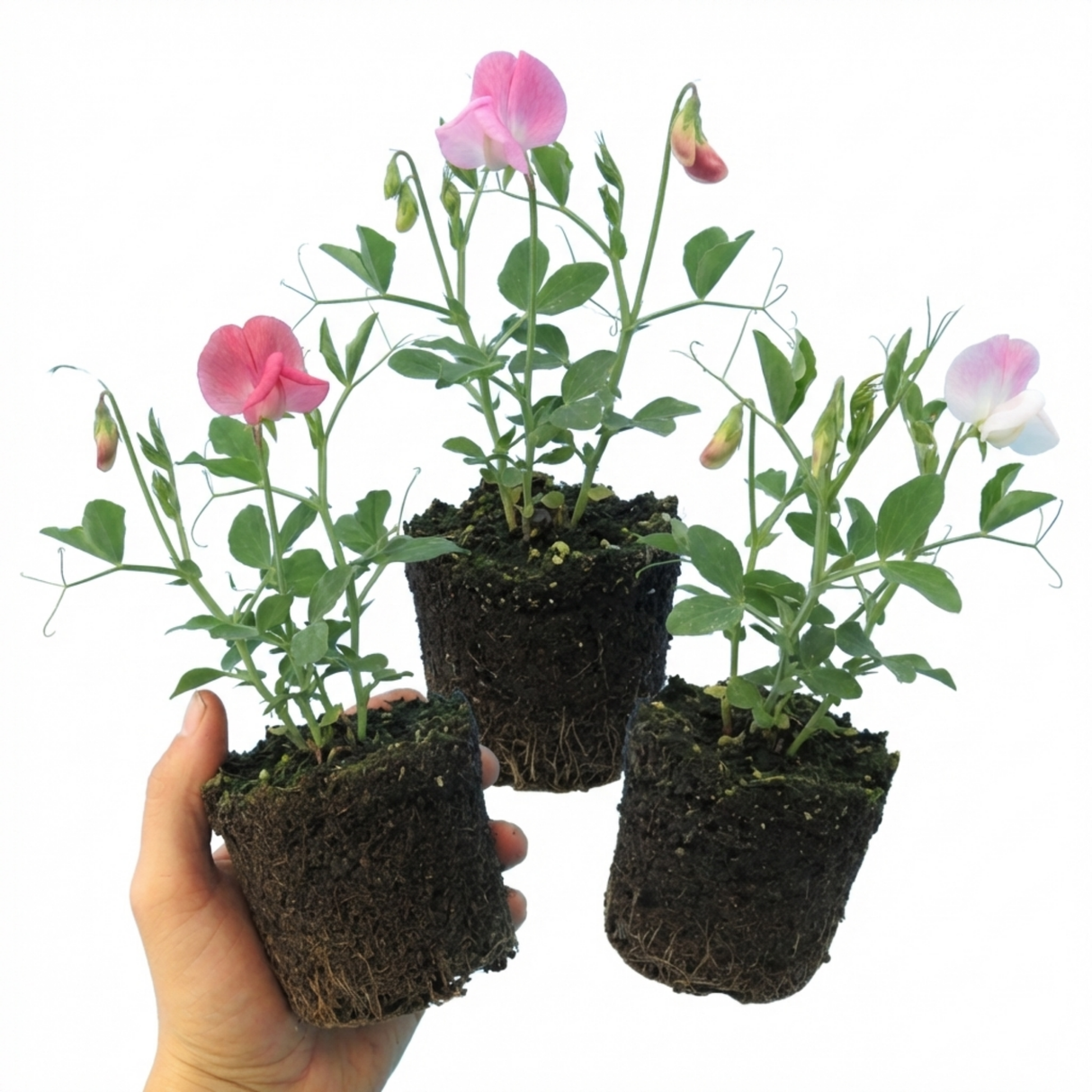 Lathyrus odoratus 'Cupid Mix' (Sweet Pea) from Cedar Nursery, Cobham