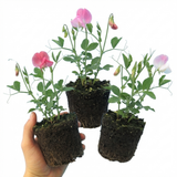 Lathyrus odoratus 'Cupid Mix' (Sweet Pea) from Cedar Nursery, Cobham
