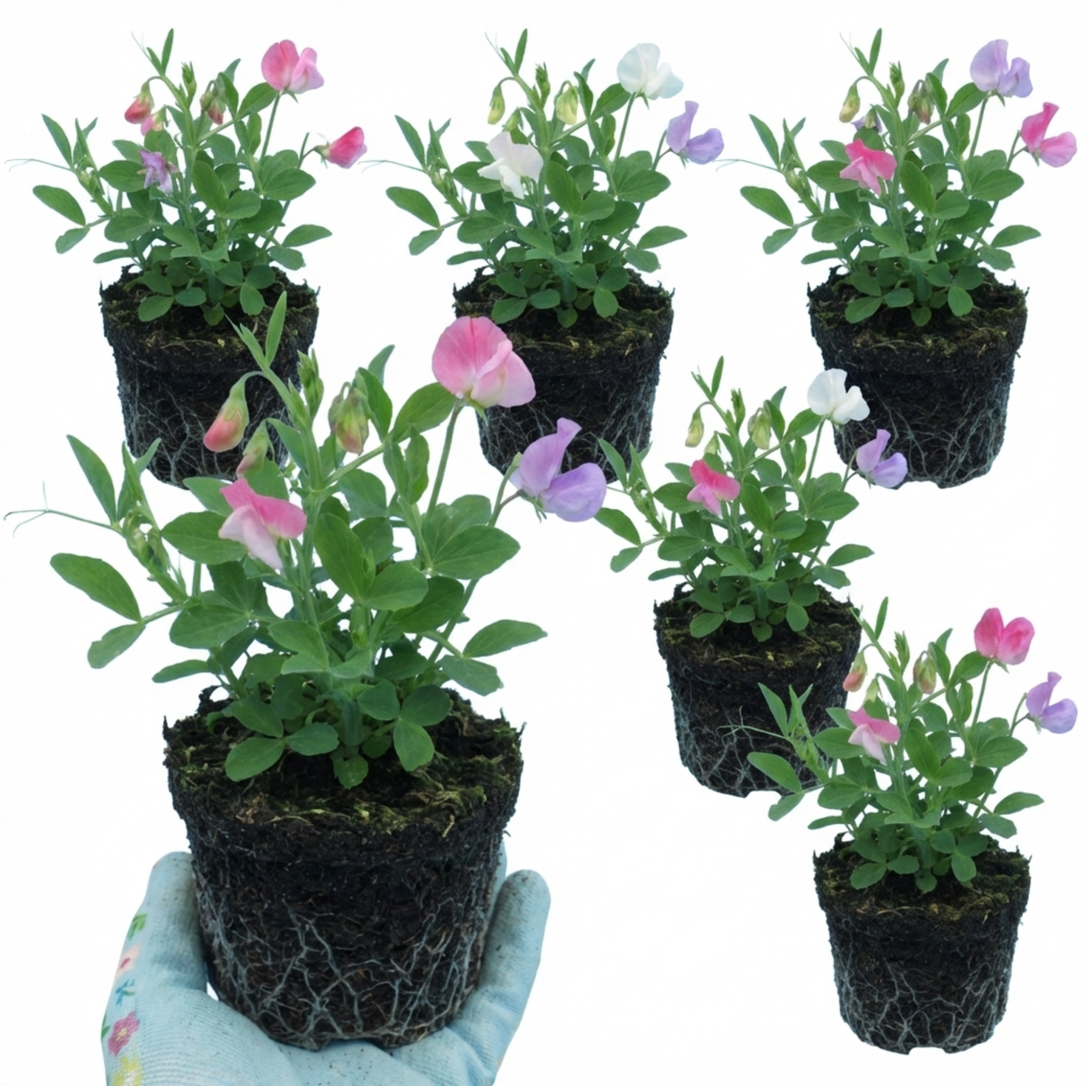 Lathyrus odoratus 'Cupid Mix' (Sweet Pea) from Cedar Nursery, Cobham