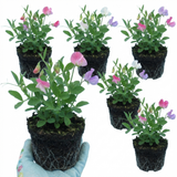 Lathyrus odoratus 'Cupid Mix' (Sweet Pea) from Cedar Nursery, Cobham