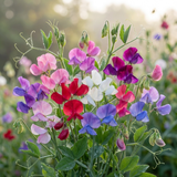 Lathyrus odoratus 'Growers Colour Mix' (Sweet Pea) from Cedar Nursery, Cobham