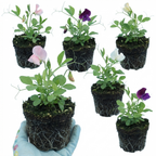 Lathyrus odoratus 'Growers Colour Mix' (Sweet Pea) from Cedar Nursery, Cobham