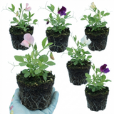 Lathyrus odoratus 'Growers Colour Mix' (Sweet Pea) from Cedar Nursery, Cobham