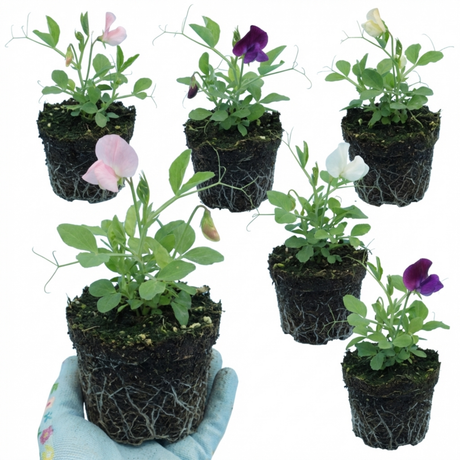 Lathyrus odoratus 'Growers Colour Mix' (Sweet Pea) from Cedar Nursery, Cobham