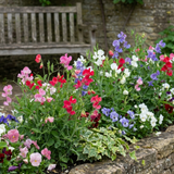Lathyrus odoratus 'Little Sweetheart Mix' (Sweet Pea) from Cedar Nursery, Cobham