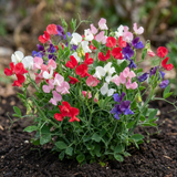 Lathyrus odoratus 'Little Sweetheart Mix' (Sweet Pea) from Cedar Nursery, Cobham