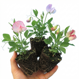 Lathyrus odoratus 'Little Sweetheart Mix' (Sweet Pea) from Cedar Nursery, Cobham