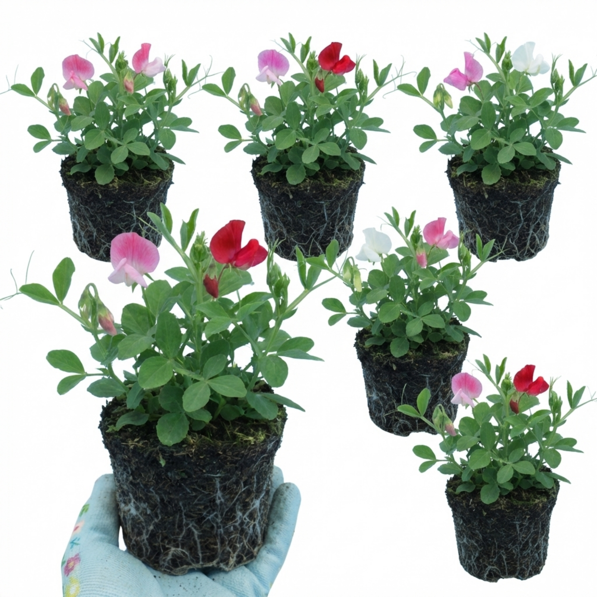 Lathyrus odoratus 'Little Sweetheart Mix' (Sweet Pea) from Cedar Nursery, Cobham