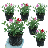 Lathyrus odoratus 'Little Sweetheart Mix' (Sweet Pea) from Cedar Nursery, Cobham