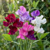 Lathyrus odoratus 'Mammoth Mix' (Sweet Pea) from Cedar Nursery, Cobham