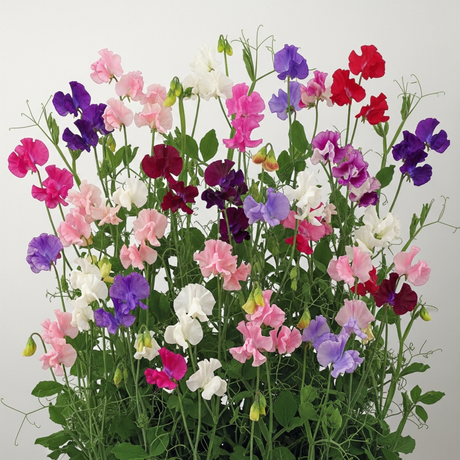 Lathyrus odoratus 'Mammoth Mix' (Sweet Pea) from Cedar Nursery, Cobham