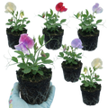 Lathyrus odoratus 'Mammoth Mix' (Sweet Pea) from Cedar Nursery, Cobham