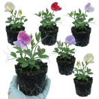 Lathyrus odoratus 'Mammoth Mix' (Sweet Pea) from Cedar Nursery, Cobham