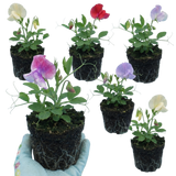 Lathyrus odoratus 'Mammoth Mix' (Sweet Pea) from Cedar Nursery, Cobham