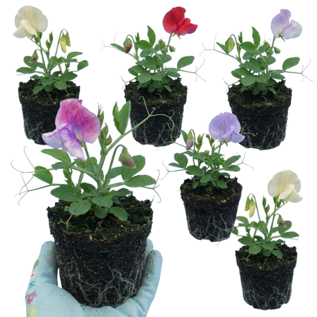 Lathyrus odoratus 'Mammoth Mix' (Sweet Pea) from Cedar Nursery, Cobham