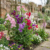 Lathyrus odoratus 'Spencer Mix' (Sweet Pea) from Cedar Nursery, Cobham