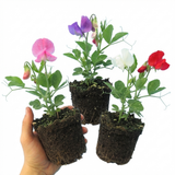 Lathyrus odoratus 'Spencer Mix' (Sweet Pea)