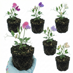 Lathyrus odoratus 'Spencer Mix' (Sweet Pea) from Cedar Nursery, Cobham