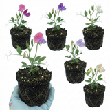 Lathyrus odoratus 'Spencer Mix' (Sweet Pea)