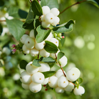 Symphoricarpos Magical Galaxy ='Kolmgala' (Magical Series) from Cedar Nursery, Cobham