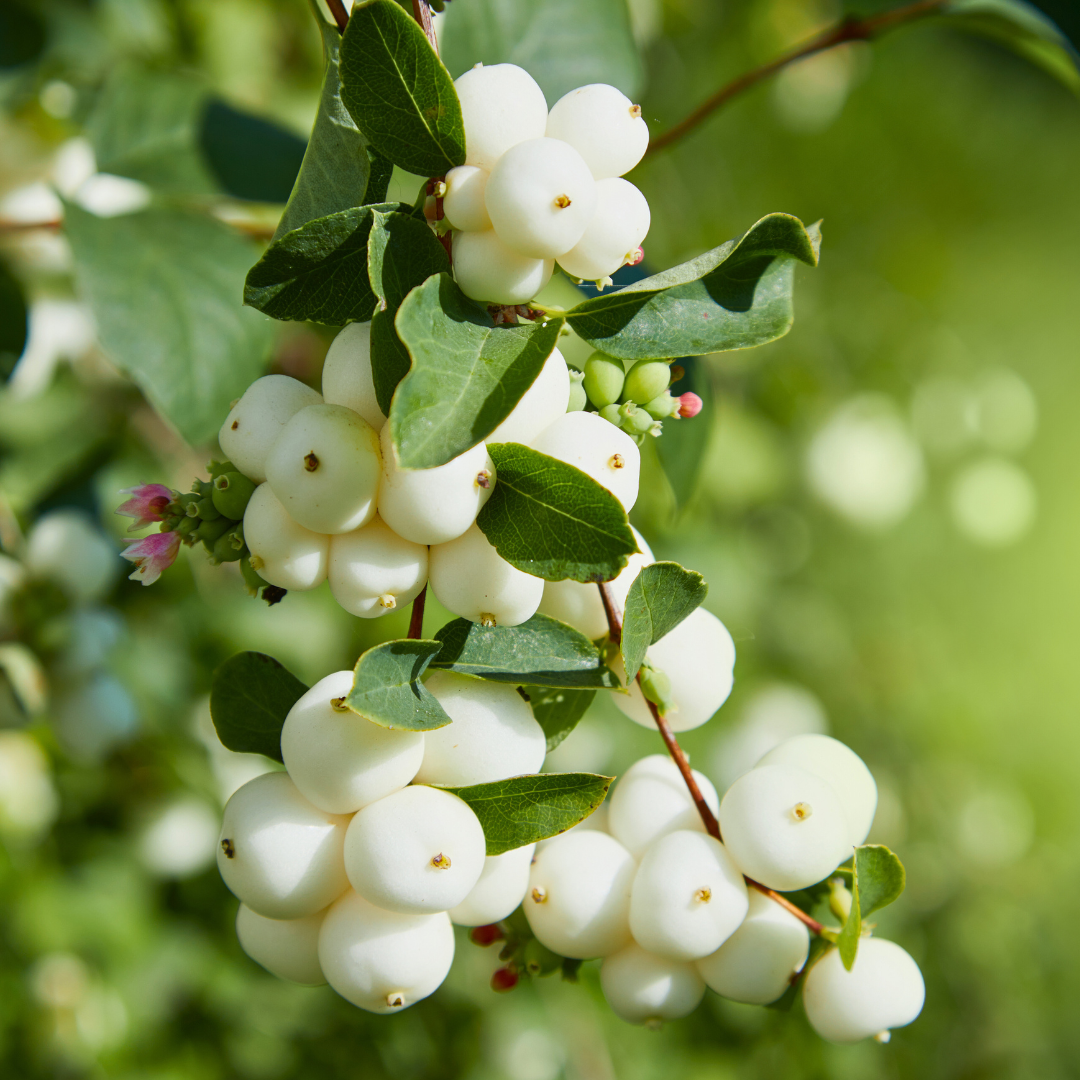 Symphoricarpos Magical Galaxy ='Kolmgala' (Magical Series) from Cedar Nursery, Cobham