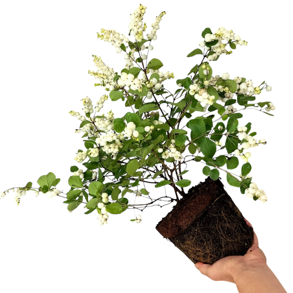 Symphoricarpos Magical Galaxy ='Kolmgala' (Magical Series) from Cedar Nursery, Cobham