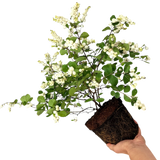 Symphoricarpos Magical Galaxy ='Kolmgala' (Magical Series)