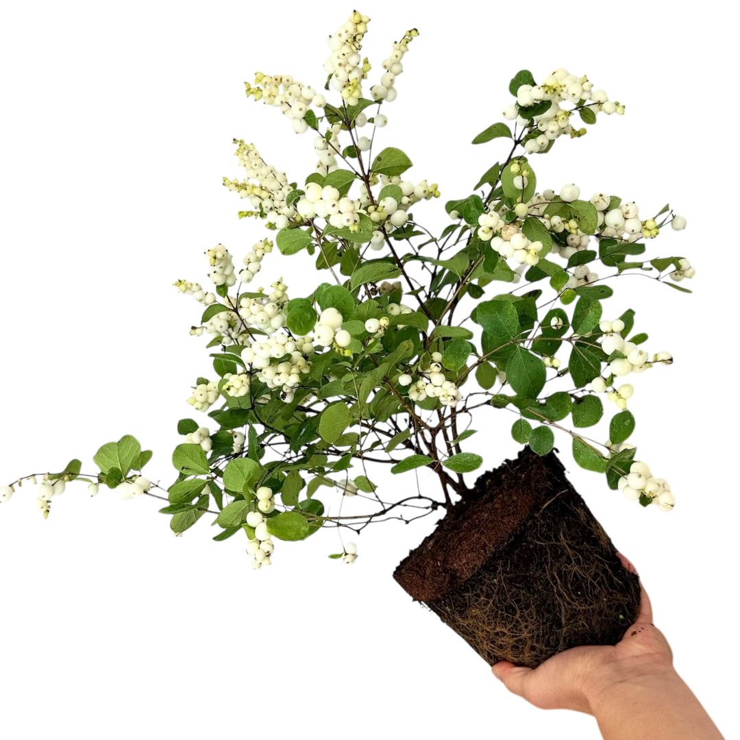 Symphoricarpos Magical Galaxy ='Kolmgala' (Magical Series) from Cedar Nursery, Cobham