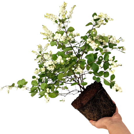 Symphoricarpos Magical Galaxy ='Kolmgala' (Magical Series) from Cedar Nursery, Cobham