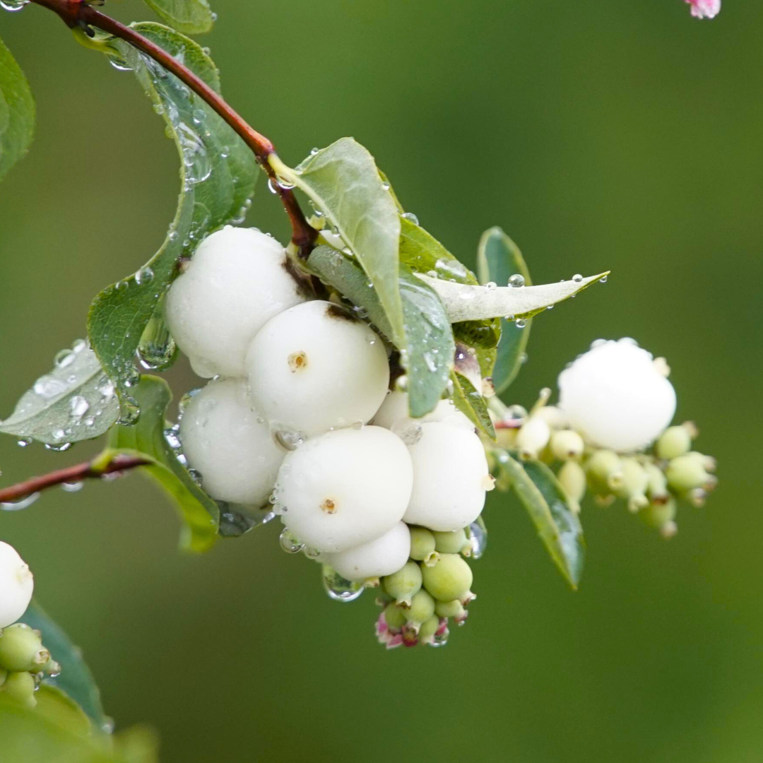 Symphoricarpos Magical Galaxy ='Kolmgala' (Magical Series) from Cedar Nursery, Cobham
