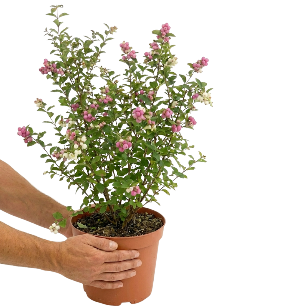 Symphoricarpos x doorenbosii Magical Winterberry 3L at Cedar Nursery Surrey