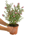 Symphoricarpos x doorenbosii Magical Winterberry 3L at Cedar Nursery Surrey