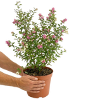 Symphoricarpos x doorenbosii Magical Winterberry 3L at Cedar Nursery Surrey